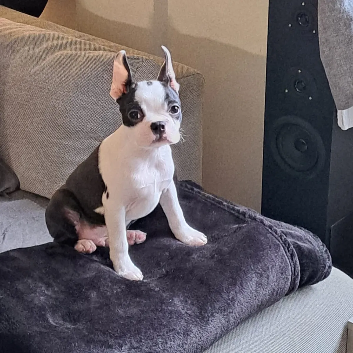 Ares